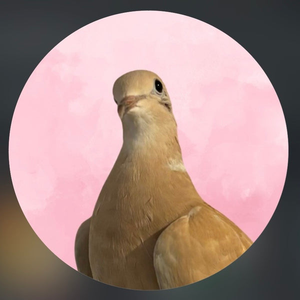 4_the_pigeons